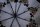 Pierre Cardin Regenschirm "Mini AC" 80508 - Nature Florale