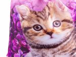 fabrizio Turnbeutel, Sportbeutel, Sporttasche, Kinder, Schule - Katzen
