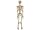 Mel-O-Design 1677 Halloween Deko hängendes Skelett ca.90cm LED-Augen