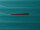 Franky PP15-77DF Spinner Gr. L mit TSA-Zahlenschloss Dehnfalte teal